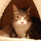 テントベッドから出ない猫。