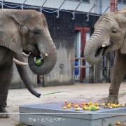 媛ちゃんの19歳のお誕生会♪ (2)