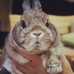幸せになる、ふわふわふたば