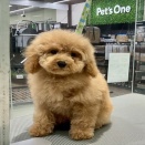 今日のわんこ🐕