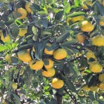 open_heart_shinkoのblog