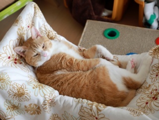 ハンモックでまどろむ猫。