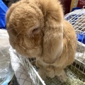 新規保護うさぎの紹介　エストくん・イタくん