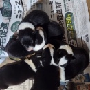 ラブ&ボーダー　子犬