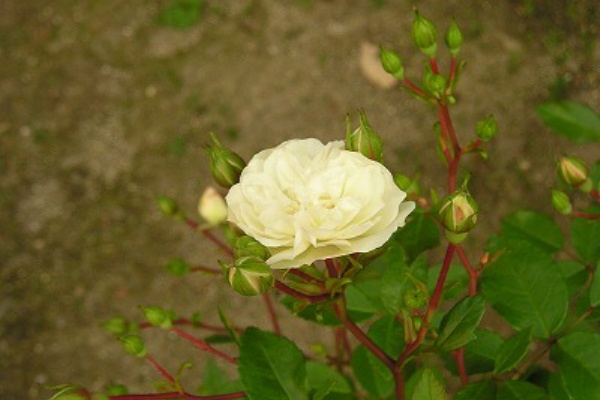 ミニ薔薇な日 グリーンアイス