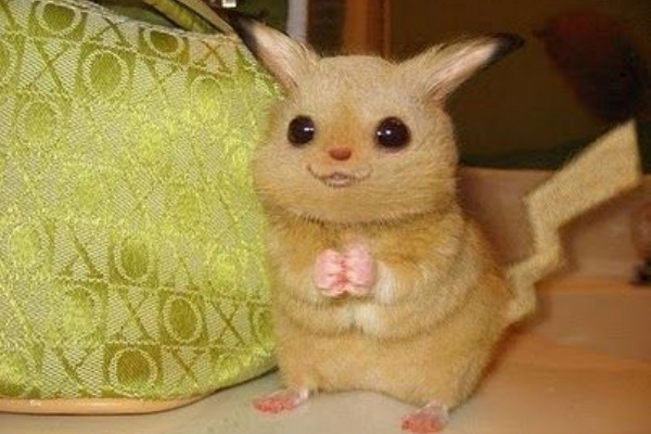 Funnyjp速報 ピカチュウ