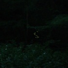 『投稿：横浜のヘイケボタル②　2022/07/09』の画像