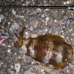 ベイト使いな日々