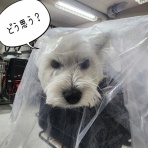 たかシェフのおうちごはん。と、白い犬。と、チワワ。