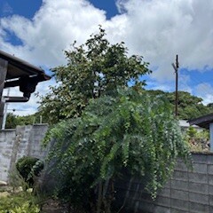 裏庭しごと。