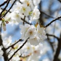 春爛漫