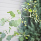 長年憧れていたあの植物が我が家に！！