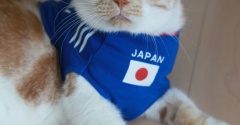 猫らのユニフォーム。