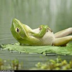 【閲覧注意！かわいすぎｗｗ】インドネシアで傘をさしたカエルが激写される！