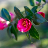 『今年も父と一緒に』の画像