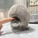 うさぎのルリ(9/25追記)