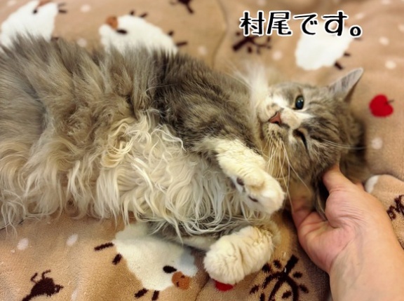 村尾くんとの譲渡会で考えたこと