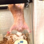 ビリーとボーロの物語