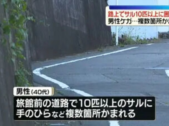 サル10匹以上に囲まれ…40代男性かまれケガ 神奈川・湯河原町の温泉街で