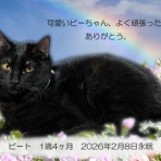 ペットセレモニーベル天国の天使達