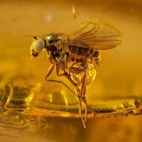 めちゃくちゃ保存状態がいい4500万年前のハエが発見される