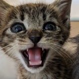 『邪魔されても可愛い猫ちゃん』の画像