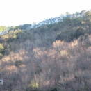 春待つ山の木々