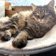 【猫写真】あたたかい所で居たいマロ