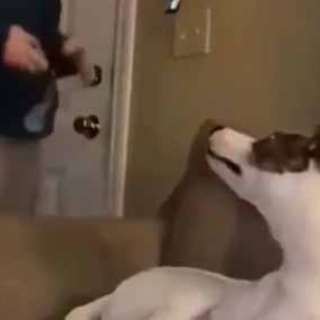 猫の動画 ねこわん！