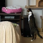 僕、ニクス・リノです。