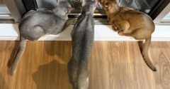 夜の窓際は猫たちのロマンに溢れている
