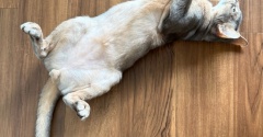 あらゆる床に転がってる猫さん