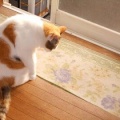 猫に小判を与えたら。 埋蔵金：千九百弐拾参両　結局ぅ寝ぇ～へんやんっ！