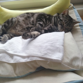 実物のﾈｺﾁｬﾝたち97