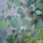 長年憧れていたあの植物が我が家に！！