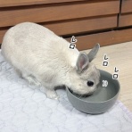 ブンチョ日誌