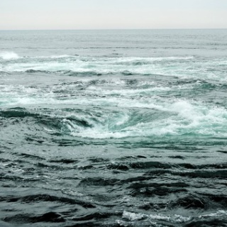 土佐料理　旬の鰹がゆく！