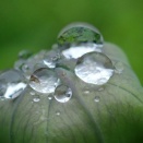 キキョウの蕾と雨雫