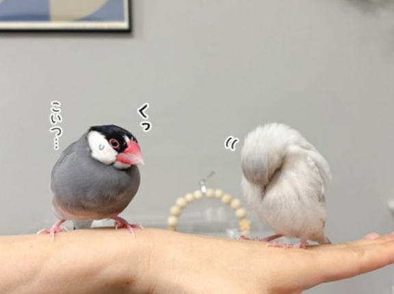 やんちゃなジルと優しいセラ