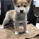 滋賀県彦根市　ワンラブ　カインズ彦根店　ブログ
