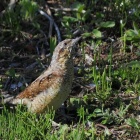 『投稿：ユニークな鳥「アリスイ」2025/06/07』の画像