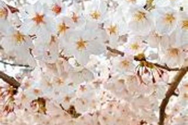 四国 香川 愛媛 高知 徳島 を中心にグローカル 世界に目を向けグローバル 366 Gps Aps 桜名所 桜開花 見頃など