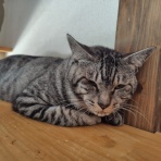 保護猫譲渡るーむ（仙台市　あにまるロック診療所）