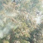 【悲報】東京でスギ花粉が飛散開始！！ 「過去最速で来てます」