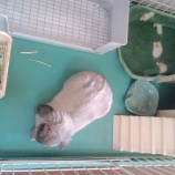 『そら🐰の新しいお家～ロフトハウス』の画像