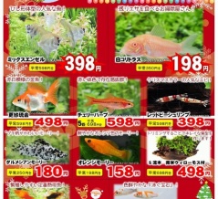 SONO水草パックの販売速報(2025.12/24～：メイクマン 浦添本店)