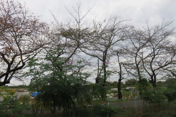 てんとう虫のblog 花の土手を目指して