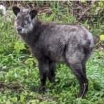 あっぱれ四国予約センターのblog