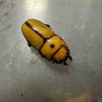 ゆりかごからanimal life