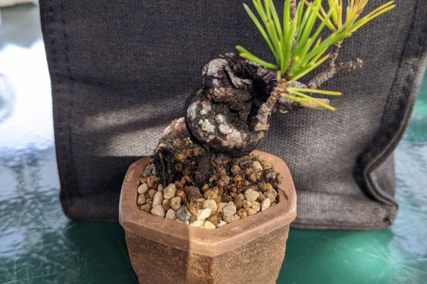 ミニ盆栽 盆栽 老爺柿盆栽 真柏盆栽 懸崖 真柏 黒松 赤松 五葉松 ミニ ミニ盆栽 盆栽 老爺柿盆栽 真柏盆栽 懸崖 真柏 黒松 赤松 五葉松 ミニ